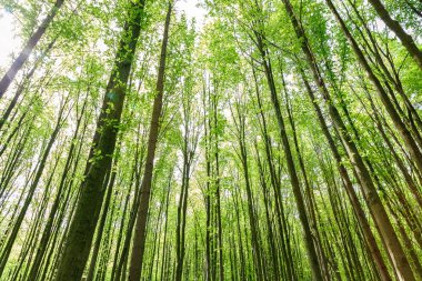 Güneşli bir günde yeşil yaprak döken orman yağmur damlaları.