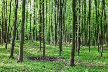 Güneşli bir günde yeşil yaprak döken orman yağmur damlaları.