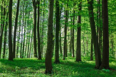 Güneşli bir günde yeşil yaprak döken orman yağmur damlaları.