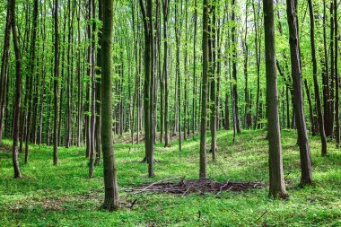 Güneşli bir günde yeşil yaprak döken orman yağmur damlaları.