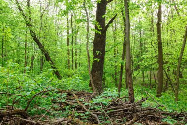 Güneşli bir günde yeşil yaprak döken orman yağmur damlaları.