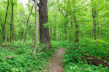 Güneşli bir günde yeşil yaprak döken orman yağmur damlaları.