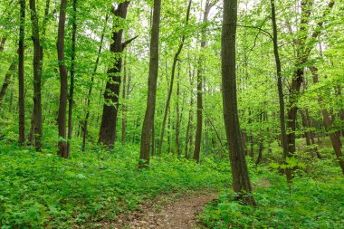 Güneşli bir günde yeşil yaprak döken orman yağmur damlaları.
