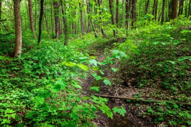 Güneşli bir günde yeşil yaprak döken orman yağmur damlaları.