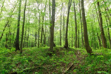 Güneşli bir günde yeşil yaprak döken orman yağmur damlaları.