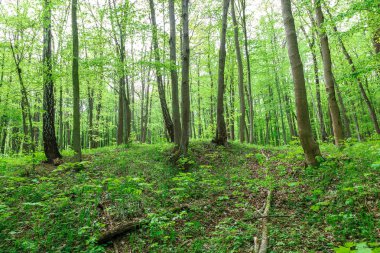 Güneşli bir günde yeşil yaprak döken orman yağmur damlaları.