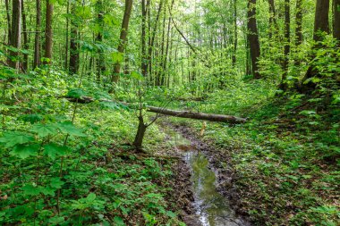 Güneşli bir günde yeşil yaprak döken orman yağmur damlaları.