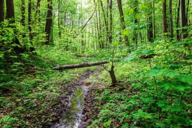 Güneşli bir günde yeşil yaprak döken orman yağmur damlaları.