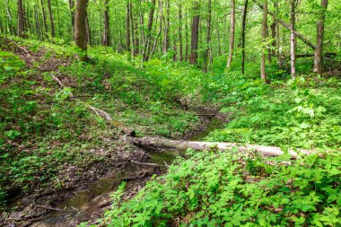 Güneşli bir günde yeşil yaprak döken orman yağmur damlaları.