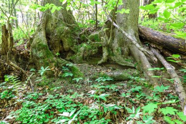 Güneşli bir günde yeşil yaprak döken orman yağmur damlaları.