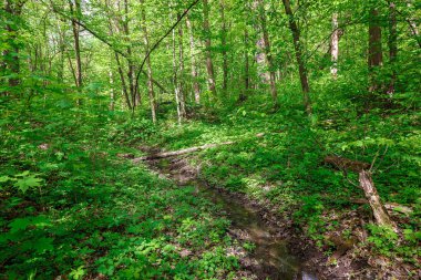 Güneşli bir günde yeşil yaprak döken orman yağmur damlaları.