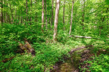 Güneşli bir günde yeşil yaprak döken orman yağmur damlaları.