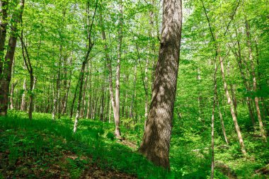 Güneşli bir günde yeşil yaprak döken orman yağmur damlaları.