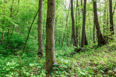 Güneşli bir günde yeşil yaprak döken orman yağmur damlaları.