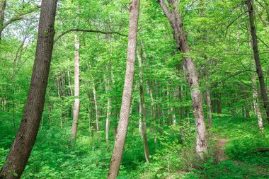 Güneşli bir günde yeşil yaprak döken orman yağmur damlaları.