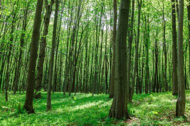 Güneşli bir günde yeşil yaprak döken orman yağmur damlaları.