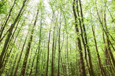 Güneşli bir günde yeşil yaprak döken orman yağmur damlaları.
