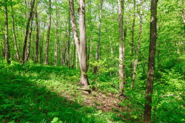 Güneşli bir günde yeşil yaprak döken orman yağmur damlaları.