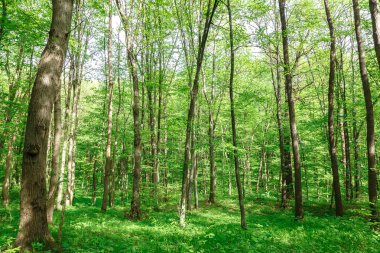 Güneşli bir günde yeşil yaprak döken orman yağmur damlaları.