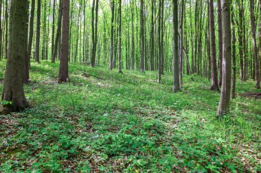 Güneşli bir günde yeşil yaprak döken orman yağmur damlaları.
