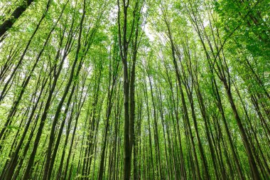 Güneşli bir günde yeşil yaprak döken orman yağmur damlaları.