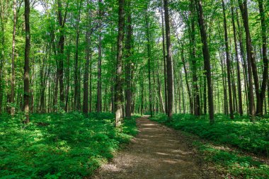 Güneşli bir günde yeşil yaprak döken orman yağmur damlaları.