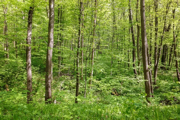 Gröna Lövskog Regnet Droppar Solig Dag — Stockfoto