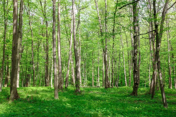 Green deciduous forest in the rain drops on a sunny day.