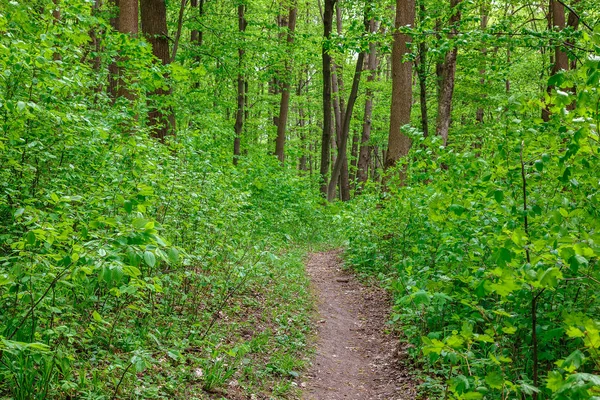 Green Deciduous Forest Rain Drops Sunny Day — Stock Photo, Image