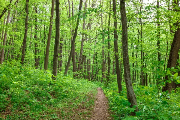 Verde Foresta Caduca Sotto Pioggia Gocce Una Giornata Sole — Foto Stock