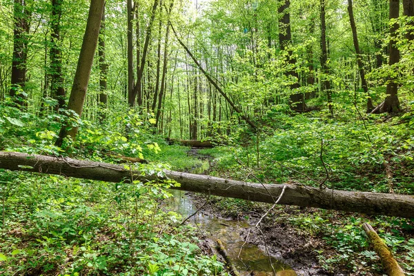 Gröna Lövskog Regnet Droppar Solig Dag — Stockfoto