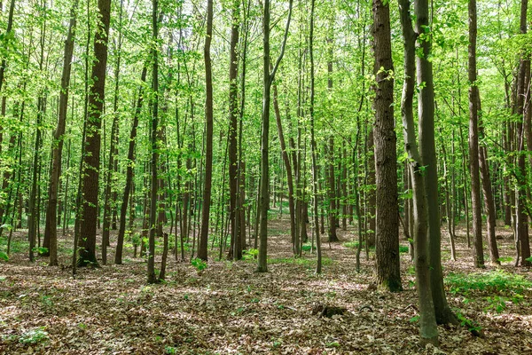 Verde Foresta Caduca Sotto Pioggia Gocce Una Giornata Sole — Foto Stock