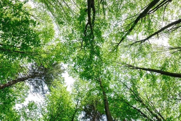 Groene Bladverliezende Wouden Regen Druppels Een Zonnige Dag — Stockfoto