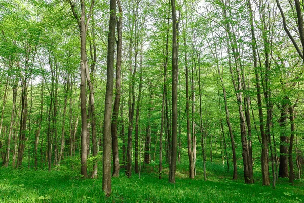 Green Deciduous Forest Rain Drops Sunny Day — Stock Photo, Image
