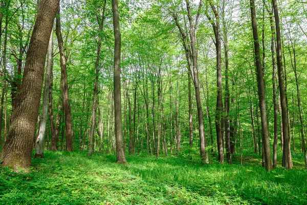 Groene Bladverliezende Wouden Regen Druppels Een Zonnige Dag — Stockfoto