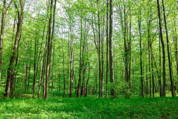 Зеленый Лиственный Лес Дождевые Капли Солнечный День — стоковое фото
