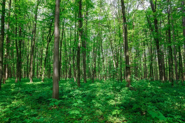 Зеленый Лиственный Лес Дождевые Капли Солнечный День — стоковое фото