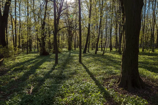 Grüne Laubwälder Einem Sonnigen Tag — Stockfoto