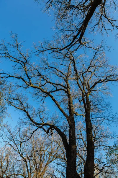 Groene Bladverliezende Wouden Een Zonnige Dag — Stockfoto