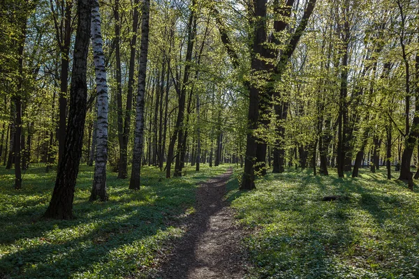 Green Deciduous Forest Sunny Day — Stock Photo, Image