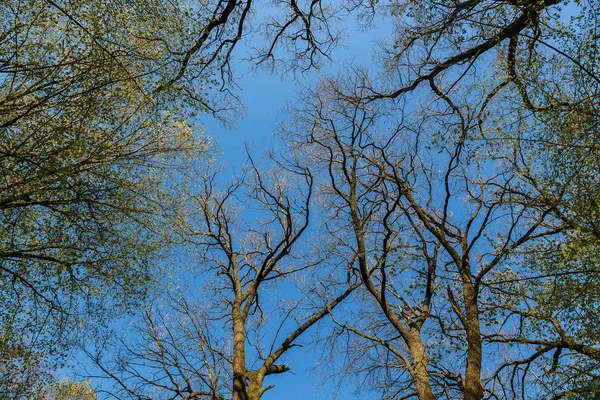 Forêt Caduque Verte Par Une Journée Ensoleillée — Photo