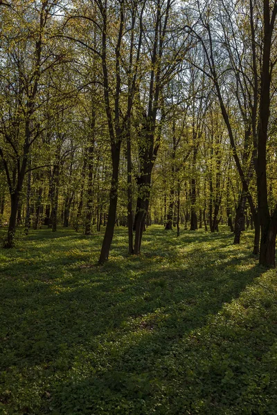 Grüne Laubwälder Einem Sonnigen Tag — Stockfoto