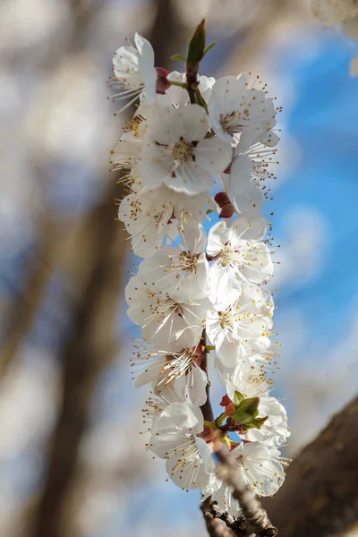 Blommande Gren Aprikos Träd Mot Blå Himmel — Stockfoto