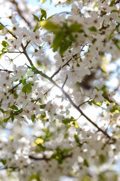 Blommande Gren Aprikos Träd Mot Blå Himmel — Stockfoto