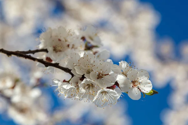 Blommande Gren Aprikos Träd Mot Blå Himmel — Stockfoto