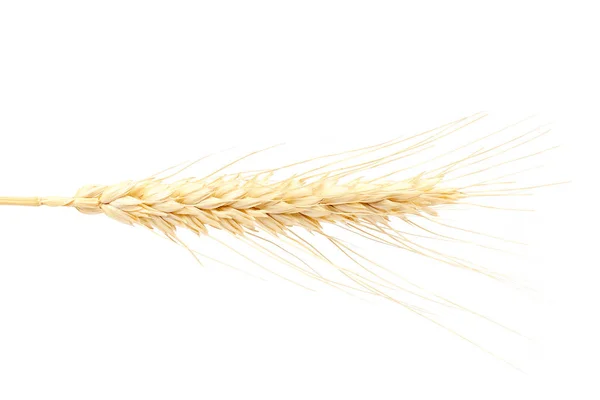Pšeničné Ucho Izolované Bílém Pozadí — Stock fotografie