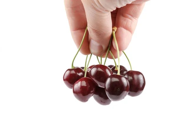 Fruits Cerises Douces Dans Une Main Isolée Sur Fond Blanc — Photo