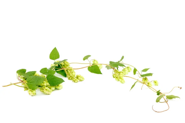 Branch Hops Close Isolated White Background — Stock Photo, Image