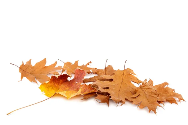 Feuilles Sèches Chêne Érable Isolées Sur Fond Blanc — Photo