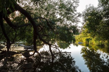 Taş ve ağaçlar kıyısında River rapids.